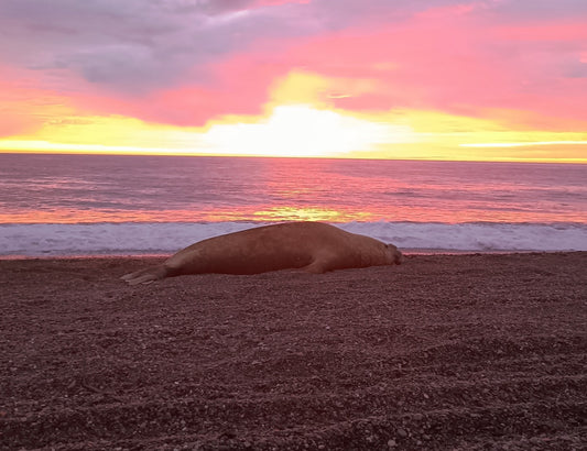 Bericht - argentinisches Highlight Playa Escondida